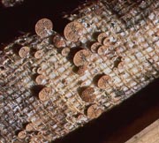 Suillellus amygdalinus